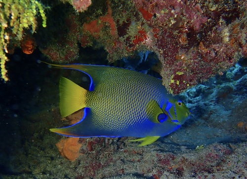 Angelfish (Holacanthus ciliaris) — Pomacanthidae — 4