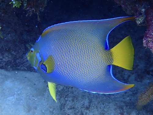 Queen Angelfish