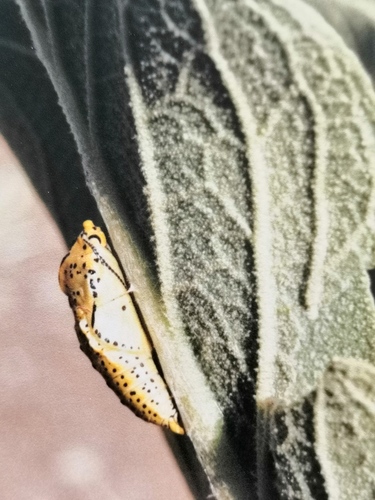 Black-veined White