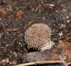 Lycoperdon scabrum