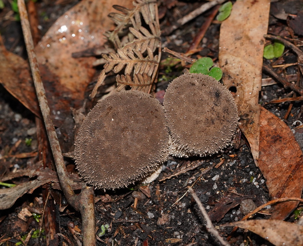 Lycoperdon scabrum