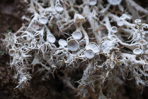 Great Ciliated Lichen