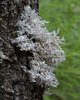 Great Ciliated Lichen - Photo (c) Vladimir Bryukhov, some rights reserved (CC BY-NC), uploaded by Vladimir Bryukhov