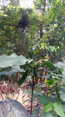 Alpinia uraiensis