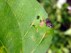 Cyclosa confusa