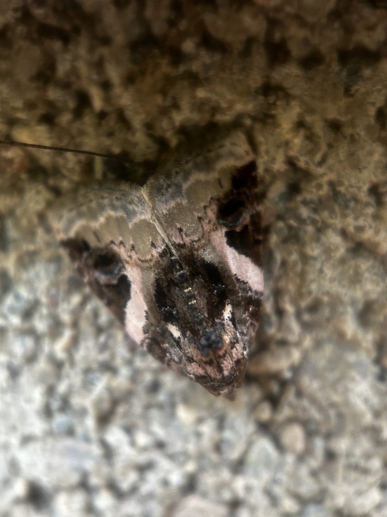 Pink-barred Pseudeustrotia Moth