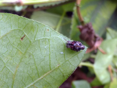 Cyclosa confusa