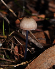 Entoloma albidocoeruleum