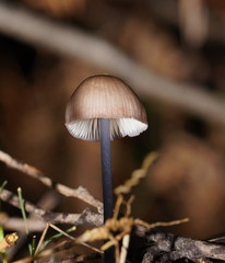 Entoloma albidocoeruleum