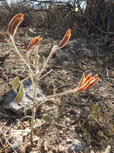 Senna durangensis