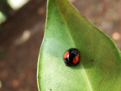 Phrynocaria unicolor
