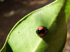 Phrynocaria unicolor