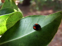 Phrynocaria unicolor