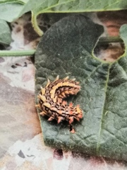 Zerynthia deyrollei