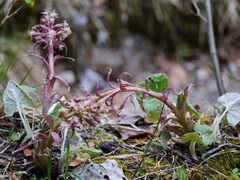 Petasites paradoxus