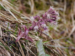 Petasites paradoxus