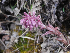 Petasites paradoxus