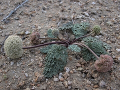 Cymopterus globosus