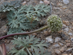 Cymopterus globosus