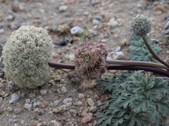 Cymopterus globosus