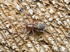 Liocranum rupicola