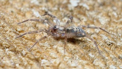 Liocranum rupicola