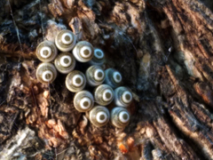 Cappaea taprobanensis
