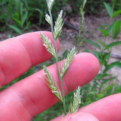 Lolium multiflorum