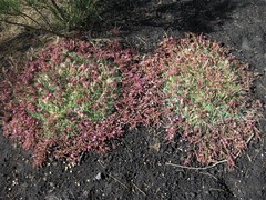 Saponaria sicula