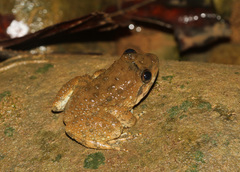 Limnonectes conspicillatus