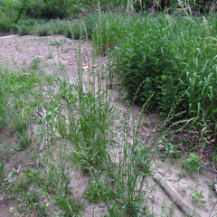 Lolium multiflorum