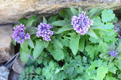 Physochlaina physaloides