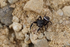 Chalcoscirtus diminutus