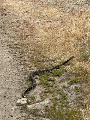iNaturalist observation photo of Western Rattlesnake