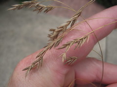 Festuca versuta
