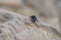 Chalcoscirtus diminutus