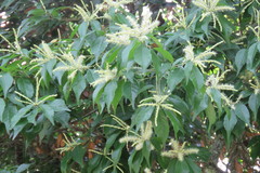 Lithocarpus konishii