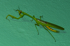Stagmatoptera septentrionalis