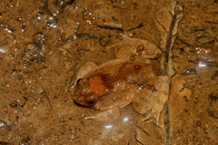 Occidozyga laevis