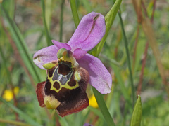 Ophrys fuciflora maxima