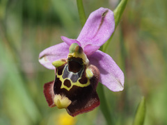 Ophrys fuciflora maxima