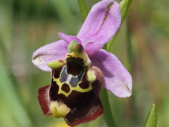 Ophrys fuciflora maxima