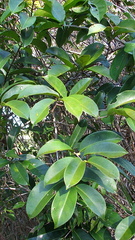 Banisteriopsis nummifera