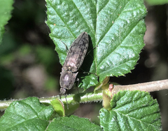 Actenicerus siaelandicus