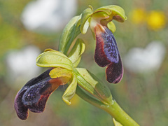 Ophrys fusca iricolor