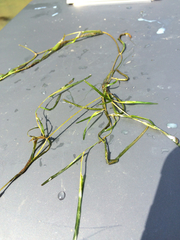 Potamogeton berchtoldii