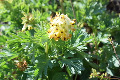 Corydalis nobilis