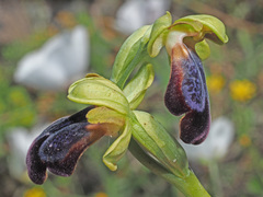 Ophrys fusca iricolor