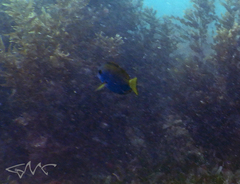 Acanthurus mata