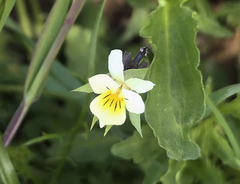 Viola arvensis